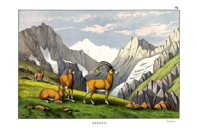Ammon Sheep by English School