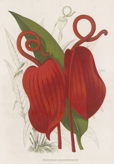 Anthurium Scherzerianum by English School