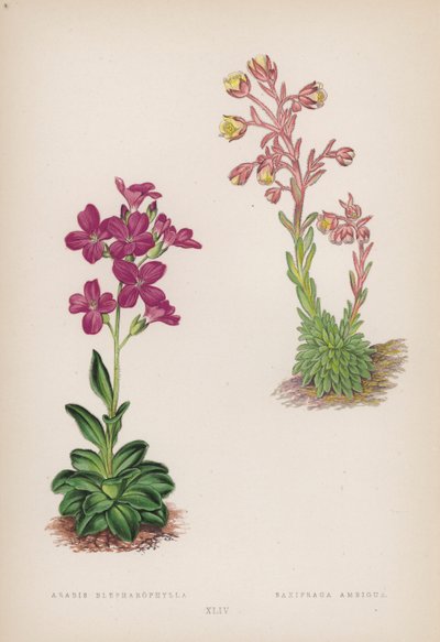 Fringed Rockcress; Ambiguous Saxifrage by English School