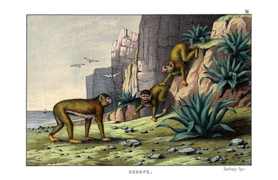 Barbary Ape by English School