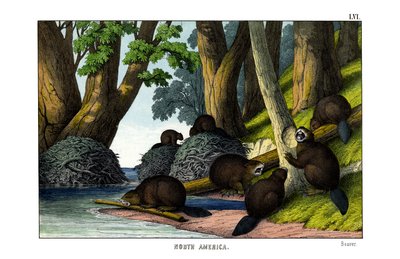 Beaver by English School