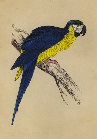 Blue and Yellow Macaw by English School