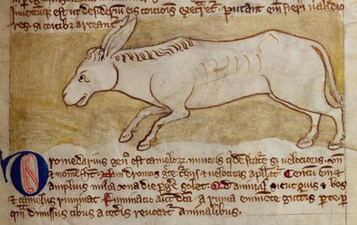 Donkey, from Bestiary by English School