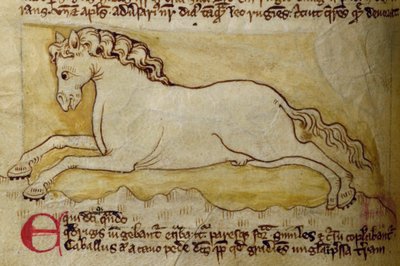 Horse, from Bestiary by English School