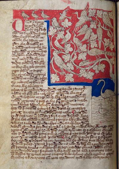 Birds, from Bestiary by English School