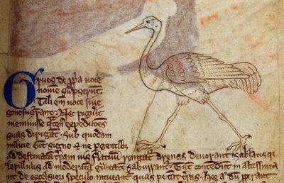 Crane, from Bestiary by English School
