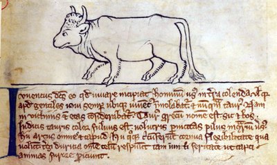 Bullock, from Bestiary by English School