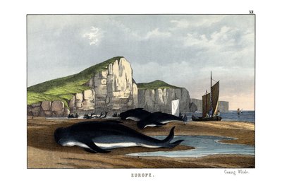 Pilot Whale by English School