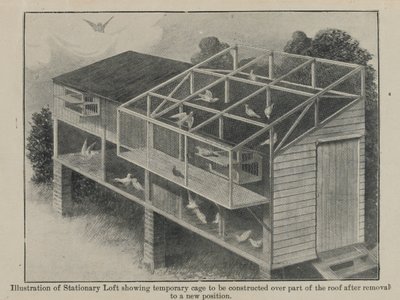 Carrier pigeons in war, March 1918 by English School