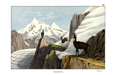Chamois by English School