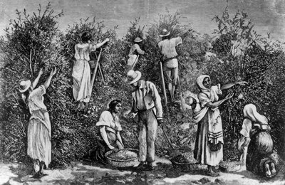 Coffee Harvest by English School