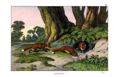 Common Fox by English School