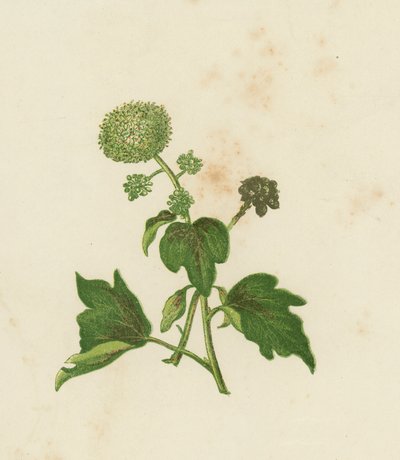 Common Ivy, Hedera Helix by English School