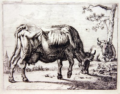 Cows at Pasture by English School