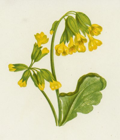 Cowslip, Primula Veris by English School