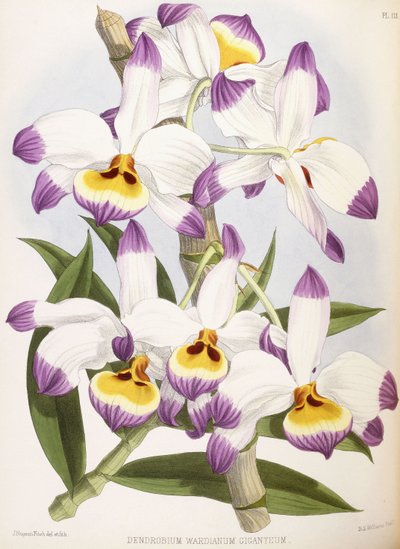 Dendrobium Wardianum Giganteum by English School