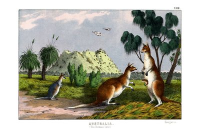 Eastern Grey Kangaroo by English School