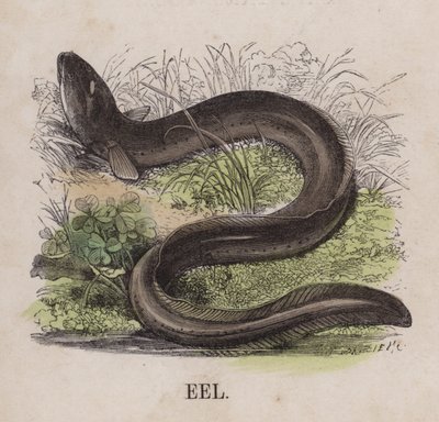 Eel by English School