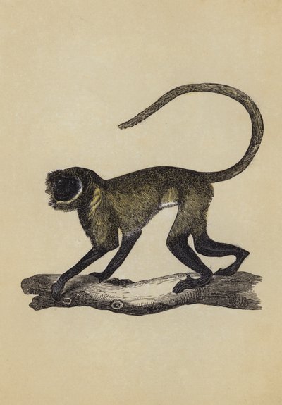 Entellus Monkey by English School