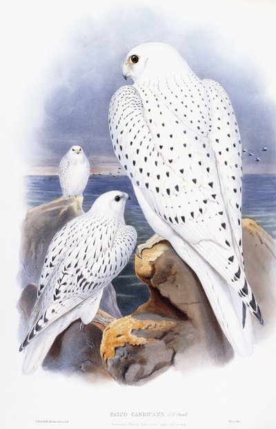 Gyrfalcon by English School