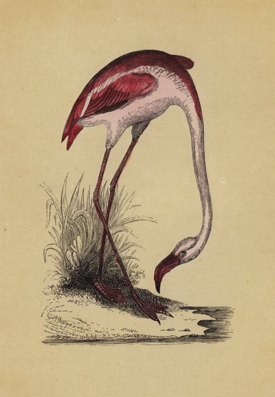 Flamingo by English School