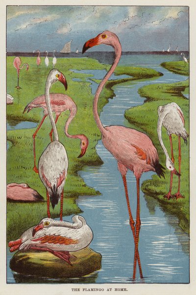 Flamingos by English School