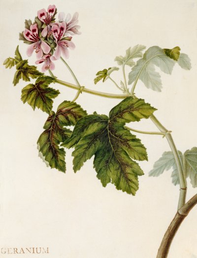 Geranium by English School