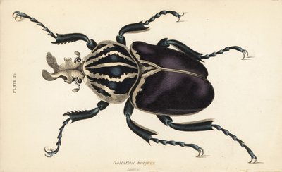 Goliath Beetle, Goliathus goliatus (Goliathus magnus) by English School