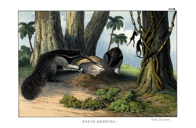 Great Anteater by English School