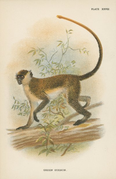 Green Guenon by English School