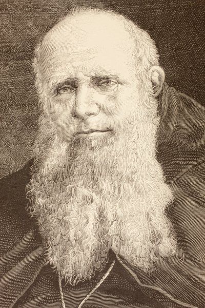 Guglielmo Massaia by English School