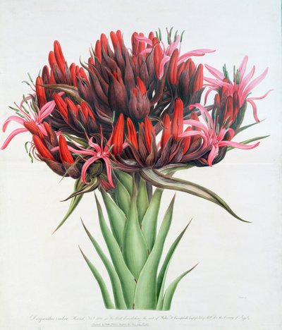 Gymea Lily, 1826 by English School