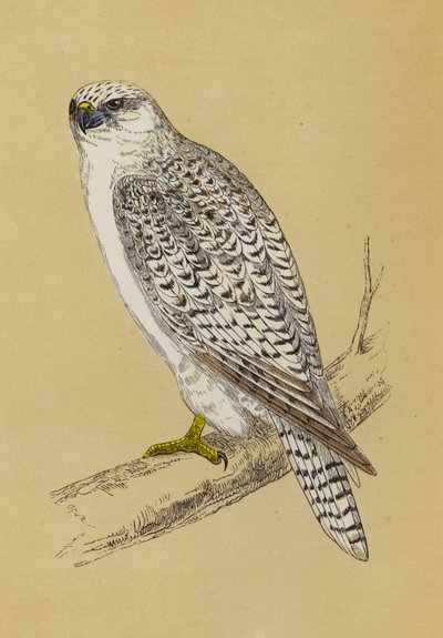 Gyr-Falcon by English School