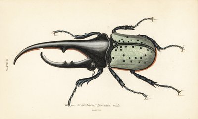 Hercules beetle, male, Dynastes hercules, Scarabaeus hercules by English School