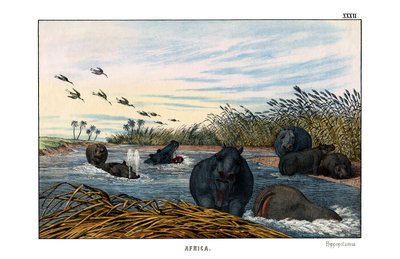 Hippopotamus by English School