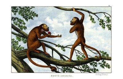 Howling Monkey by English School