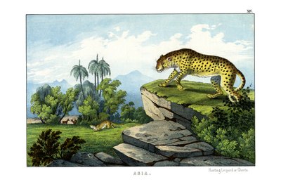 Hunting Leopard by English School