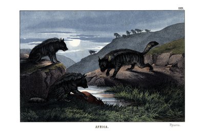 Hyena by English School