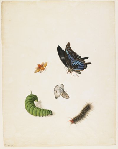 Insects, c.1805 by English School