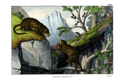 Jaguar by English School