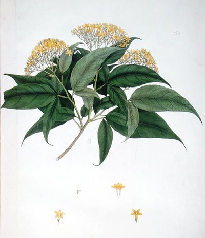 Jasminum Heterophyllum by English School