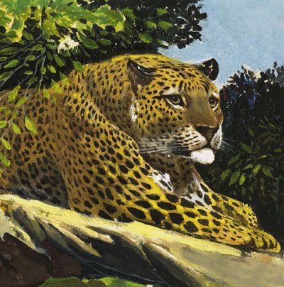 Leopard by English School