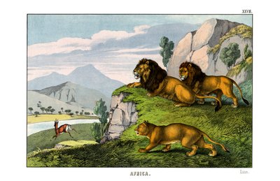 Lion by English School