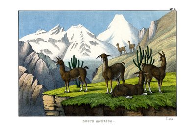 Llama by English School