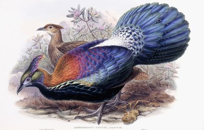Lophophorus Lhuysii by English School