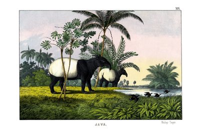 Malayan Tapir by English School