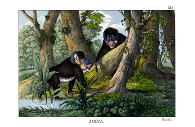 Mandrill by English School