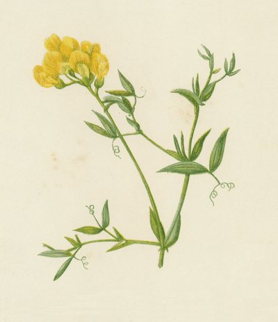 Meadow Vetchling, Lathyrus Pratensis by English School