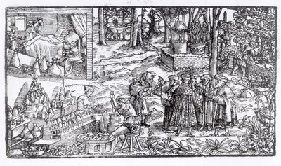 Medical Herb Cultivation, 1531 by English School