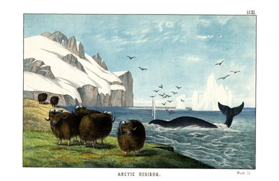 Musk Ox by English School